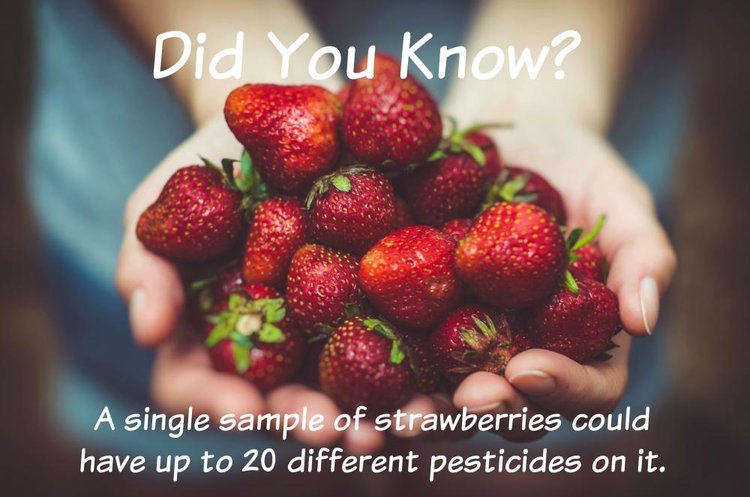 Which Foods In Your Fridge Are Most Contaminated With Pesticides?